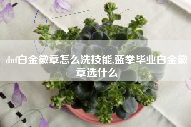 dnf白金徽章怎么洗技能,蓝拳毕业白金徽章选什么