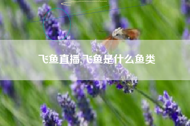 飞鱼直播,飞鱼是什么鱼类