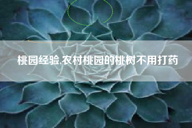 桃园经验,农村桃园的桃树不用打药