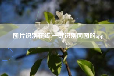 图片识别在线,一键识别网图的app