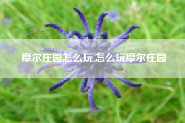 摩尔庄园怎么玩,怎么玩摩尔庄园