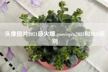 头像图片2021最火爆,goovispro2021和2020区别