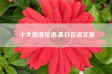 十大浪漫花语,表白花语文案