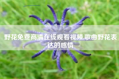 野花免费高清在线观看视频,歌曲野花表达的感情