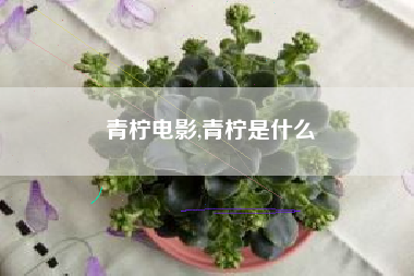 青柠电影,青柠是什么