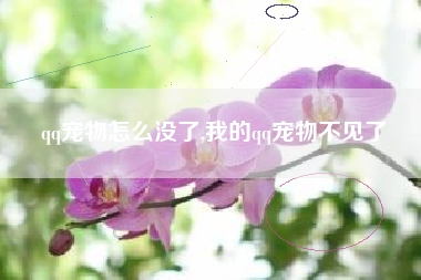 qq宠物怎么没了,我的qq宠物不见了