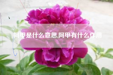 阿甲是什么意思,阿甲有什么作用