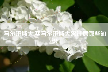 马尔济斯犬,买马尔济斯犬需注意哪些知识