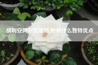 胡利安阿尔瓦雷斯,他有什么独特优点